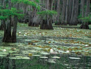 caddo lake